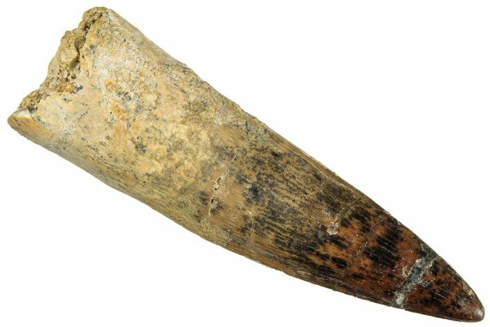 Fossil Spinosaurus Tooth - Nice Tip! #296483